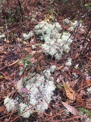 Cladonia evansii
