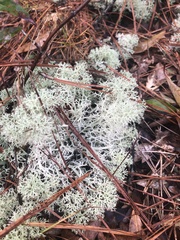 Cladonia evansii