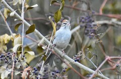 Spizella passerina