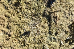 Holocnemus hispanicus