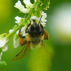 Andrena bicolor