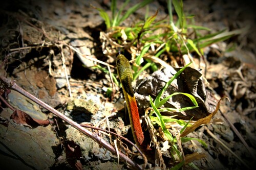 Heller's Red-necked Keelback