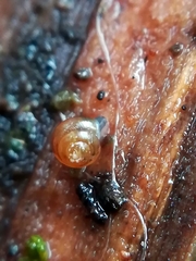 Euconulus
