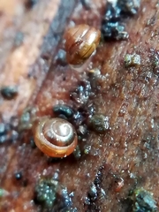 Euconulus