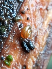 Euconulus