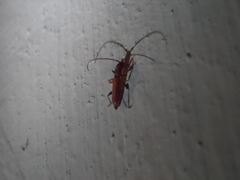 Neocompsa puncticollis