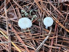 Marasmius calhouniae