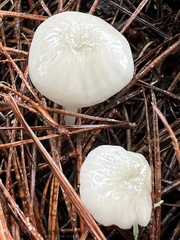 Marasmius calhouniae