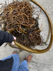 Macrocystis pyrifera