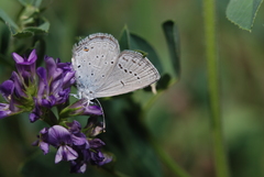 Cupido amyntula