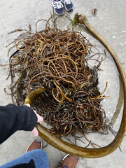 Macrocystis pyrifera