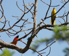 Pericrocotus ethologus