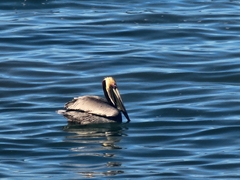 Pelecanus occidentalis