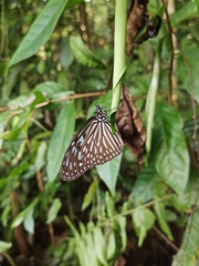 Ideopsis vulgaris