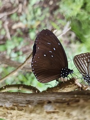 Euploea tulliolus