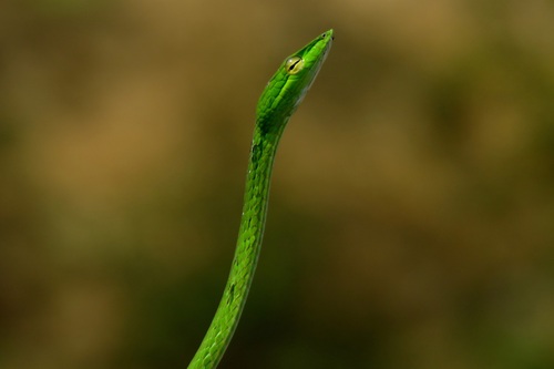 Oriental Whipsnake
