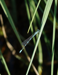 Coenagrion johanssoni