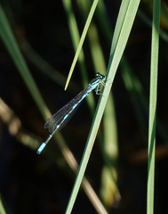 Coenagrion johanssoni