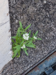 Lobularia maritima image