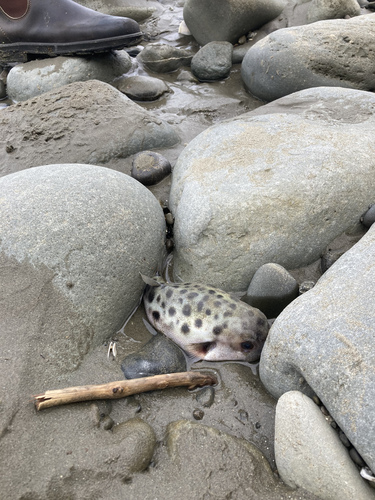Barred toadfish (Contusus richei) — Tetraodontidae — 4