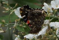 Vanessa vulcania