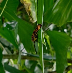Odina hieroglyphica