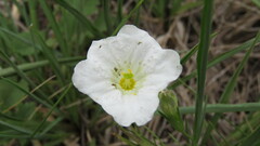Nierembergia rigida