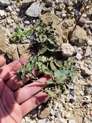Asclepias prostrata