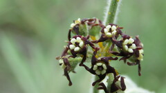 Oxypetalum arnottianum