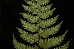 Athyrium fimbriatum