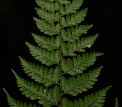 Athyrium fimbriatum