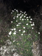 Iberis semperflorens