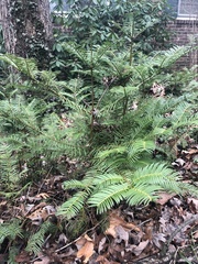 Cephalotaxus