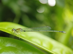 Pseudagrion australasiae