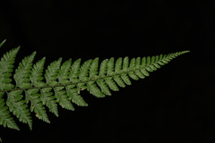 Athyrium fimbriatum