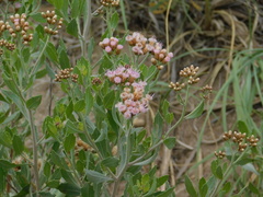 Tessaria absinthioides