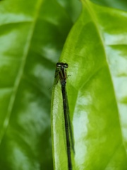 Pseudagrion australasiae