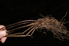 Athyrium fimbriatum