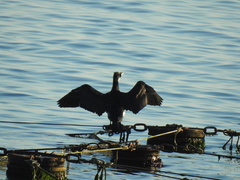 Phalacrocorax carbo