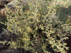 Artemisia barrelieri