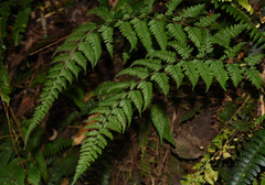Athyrium fimbriatum