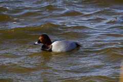 Aythya ferina