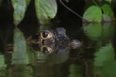 Melanosuchus niger