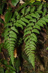 Athyrium fimbriatum