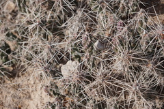 Grusonia aggeria