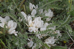 Astragalus rupifragus