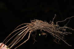 Athyrium fimbriatum