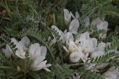 Astragalus rupifragus