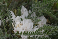 Astragalus rupifragus