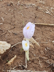 Crocus kotschyanus